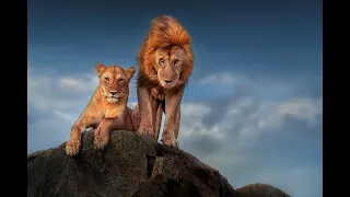 Serengeti — The Story of the King of the Plains 塞伦盖蒂·草原之王的故事