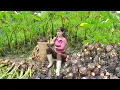 Lagu Harvesting Many Taro Planted in the Forest Go To Countryside Market Sell - Clean Up The Farm