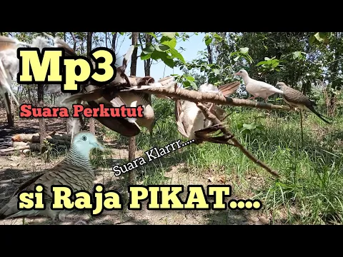 Download MP3 Mp3 Suara Perkutut/Merbuk ‼️ Si Kecil RAJA PIKAT ‼️