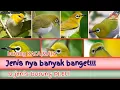 Lagu Kenali 12 Burung Kacamata (PLECI) di Indonesia.