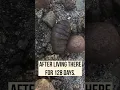 Download Lagu Bot Fly Larvae Can Live In Your Skin 128 Days