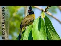 Download Lagu Birds Singing Without Music, 24 Hour Bird Sounds Relaxation, Soothing Nature Sounds, Birds Chirping
