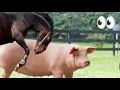 hybrid animals | When Donkey and Pig Meet – The Mystery No One Can Explain