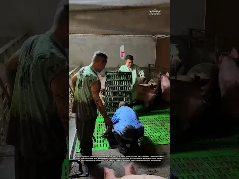 Workers Reveal the Hidden Space Beneath a Pig Farm Floor! 🐖 #shorts