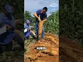 Download Lagu Kudzu: From Invasive to Edible