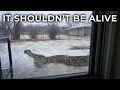 Pythons Are Surviving Florida s Worst Freezes And Scientists Just Found Out Why