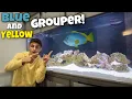 I Bought THE MOST AGGRESIVE SALTWATER FISH