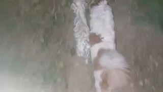                    دندنها