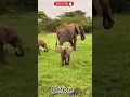 Download Lagu animal transformation videos #animals #cute subscribe Yk toons