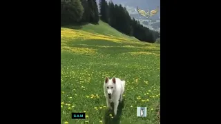 لو كان نبرا من عدابي نحبس الشراب جديد الشيخ العجاااااااال 