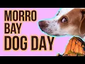Dog Friendly Morrow Bay 2026 Pup Friendly Adventure Guide