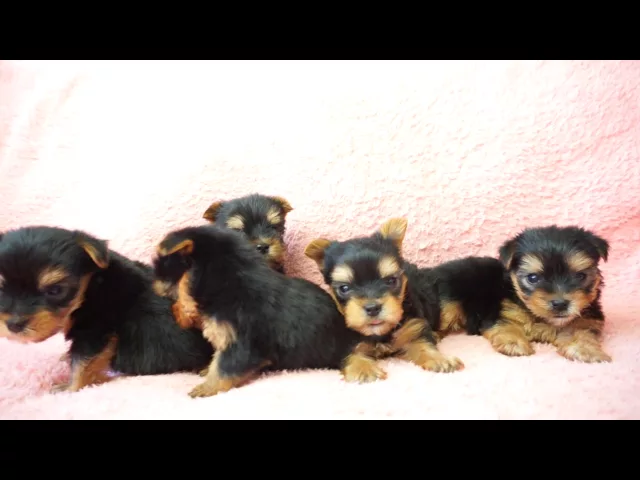 動画