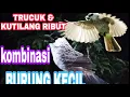 Download Lagu SUARA PIKAT BURUNG KECIL || MANTAP