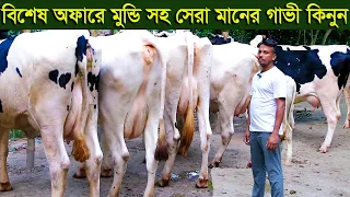 বিশেষ অফারে ইন্ডিয়ান মুন্ডি গাভী সহ সেরা মানের গাভী দিচ্ছেন dairy farm