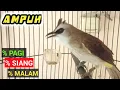 Download Lagu PANCINGAN TRUCUK TRUCUKAN BIKIN CEPAT GACOR  PAGI SIANG MALAM HARI