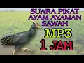 Lagu Suara Pikat Ayam Ayaman Sawah Durasi 1 Jam | Ayam Ayam