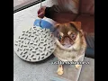Download Lagu send this to your father 2nd edition as requested #PetsOfTikTok #dogfunnyvideo #relateable