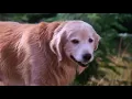 Download Lagu Porcupine Spike Chance🐶