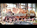 Download Lagu こんな楠です。Japan camphor tree sawing!!