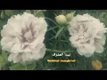 Download Lagu al qolbu mutayyam bitohannabi ~ Aulia dan Salim