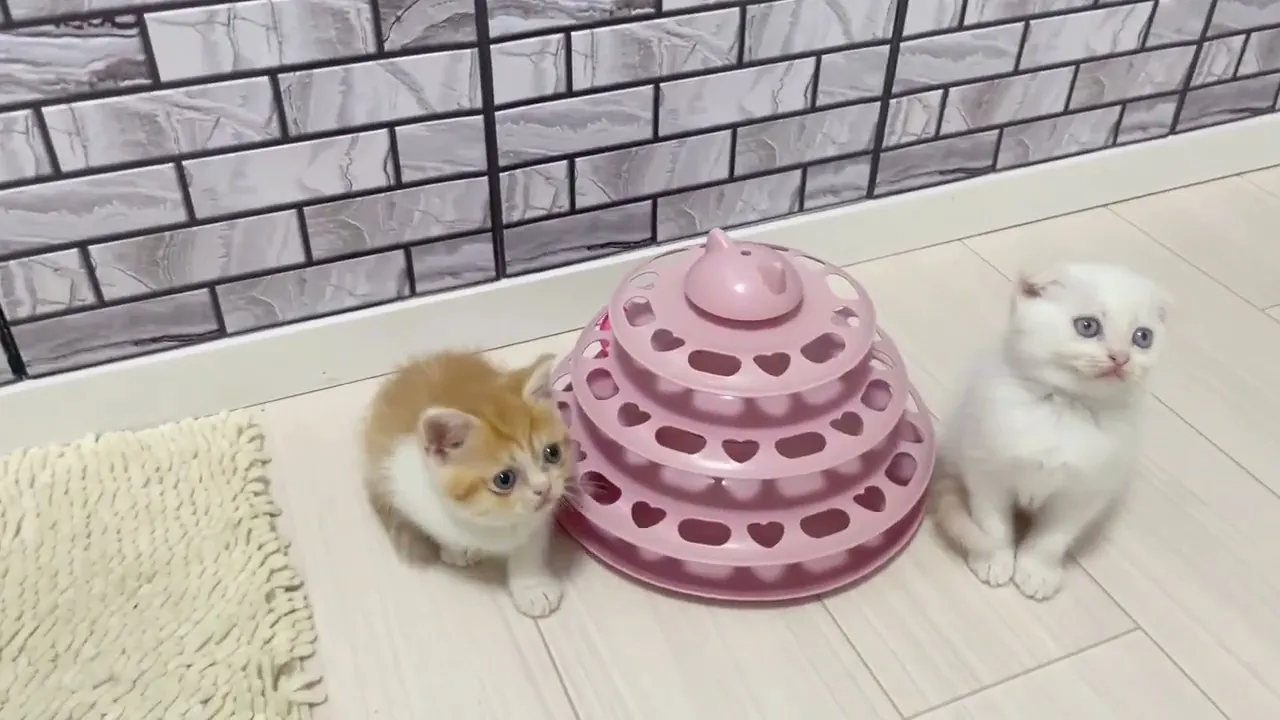 動画