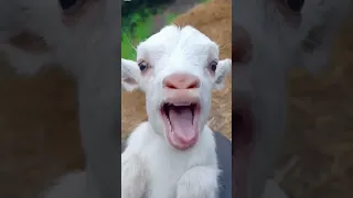 بيبي يضحك  بيبي يضحك