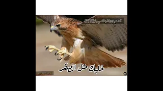 HDحالات واتساب موسى مردود خليك مثل الصقر ذباح الطيور لا تصير مثل الغراب يدور فطايس 