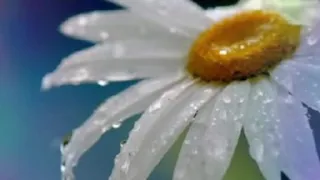 شت فكري  عماد رامي دندنها