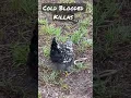 Our Chickens are cold blooded killas