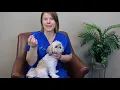 How To Give Your Dog Eye Ointment IndyVet