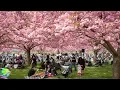 Download Lagu Tak Perlu Jauh² Ke Jepang, di Surabaya Anda Bisa Menemukan Bunga Tabebuya Mirip Sakura...
