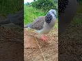 Download Lagu SUARA TEKUKUR GACOR,PENGUKU...