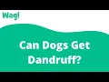 Can Dogs Get Dandruff Wag