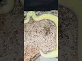 Ball Pythons C M reptiles - Coral Glow Fire Bee