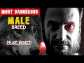 Download Lagu WHY SIGMA MALES ARE THE MOST DANGEROUS BREED OF MEN : Understanding the LONE WOLF