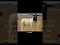 Download Lagu Domba dorper