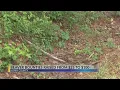 Horry County beaver bounty increases to 100