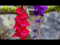 Beautiful Birdsong with Gentle Forest Rain | Soothing Sounds for Deep Relaxation & Restful Sleep 🍃