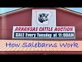 Let s Go To The Cattle Auction