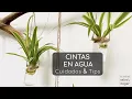 Lagu Plantas que puedes cultivar en agua - Cintas