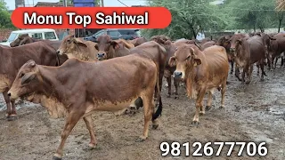 (Monu 919812677706). Elite #Sahiwal herd with Elite #Murrah For sale. 