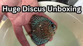 We Spent Thousands on These Discus Unboxing 60 Discus
