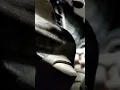 2008-2012 MALIBU 2 4L ECOTEC TRANSMISSION FLUID LEVEL CHECK LOCATION