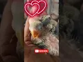 Download Lagu OHHH SO CUTE ‼😍BABY LOVEBIRD YELLOW FACE #shorts #lovebirds #birds #parrot #birdsounds