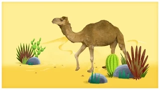 Animal Songs Walk Like A Camel By StoryBots Netflix Jr 