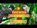 Download Lagu pancingan suara burung kutilang gacor feat trucukan gacor💯 reaksi burung ketika mendengar suara ini😱