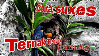 Download 🔴CARA SUXES TERNAK BURUNG TLEDEKAN GUNUNG‼️ MP3