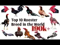 Download Lagu Top 10 Rooster breeds in world