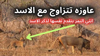                                                                        دندنها