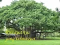 Download Lagu POHON BERINGIN - Sri Widadi (Album Lagu Keroncong Asli Vol 4)
